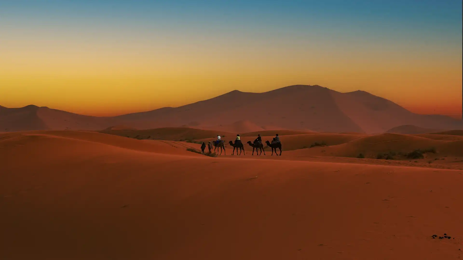 Camel riding in the Moroccan desert at sunset