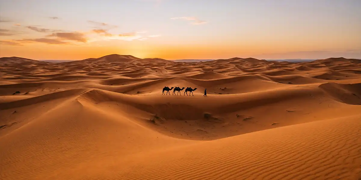 Camel caravan silhouetted against orange sand dunes at sunset in the Erg Chebbi Sahara Desert Morocco