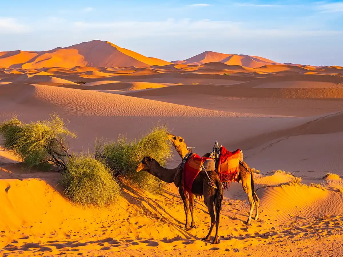 Erg Chebbi dunes at sunset near Merzouga in the Moroccan Sahara