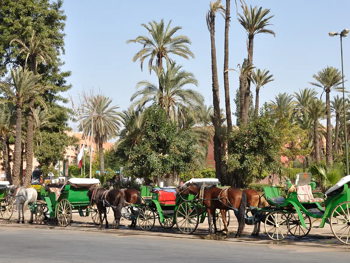 Carriage ride in Morocco medina